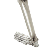 Halloween Realistic Full Body Skeleton Prop Decoration Posable Joints